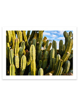 Giclee Studios, Giclee Print, Giclée Studios, Giclée Print, Australian Art Print, Shop Modern Fine Art Prints, Melbourne Art Print, Olive et Oriel Art Print, Print Emporium Art Print, House Of Spoils, Temple & Webster Art Print, Temple and Webster Art Print, Society6 Wall Art Prints, Fine Art Print, Photography Print, Joshua Tree Print, Joshua Tree Wall Art, Cactus Art Print, Cactus Wall Art, Desert Print, Cactus Wall Art Print, Cactus Artwork Print, Cactus Artwork, Cactus Wall Art