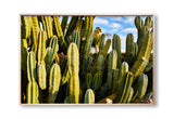 Giclee Studios, Giclee Print, Giclée Studios, Giclée Print, Australian Art Print, Shop Modern Fine Art Prints, Melbourne Art Print, Olive et Oriel Art Print, Print Emporium Art Print, House Of Spoils, Temple & Webster Art Print, Temple and Webster Art Print, Society6 Wall Art Prints, Fine Art Print, Photography Print, Joshua Tree Print, Joshua Tree Wall Art, Cactus Art Print, Cactus Wall Art, Desert Print, Cactus Wall Art Print, Cactus Artwork Print, Cactus Artwork, Cactus Wall Art