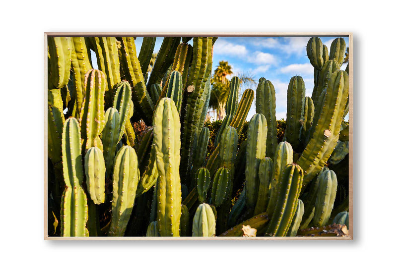 https://www.giclee-studios.com/cdn/shop/products/shop-photography-art-print-giclee-studio-palm-springs-cactus-giclee-studios-fine-art-photography-print-32038172098743_800x.jpg?v=1667419427