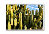 Giclee Studios, Giclee Print, Giclée Studios, Giclée Print, Australian Art Print, Shop Modern Fine Art Prints, Melbourne Art Print, Olive et Oriel Art Print, Print Emporium Art Print, House Of Spoils, Temple & Webster Art Print, Temple and Webster Art Print, Society6 Wall Art Prints, Fine Art Print, Photography Print, Joshua Tree Print, Joshua Tree Wall Art, Cactus Art Print, Cactus Wall Art, Desert Print, Cactus Wall Art Print, Cactus Artwork Print, Cactus Artwork, Cactus Wall Art