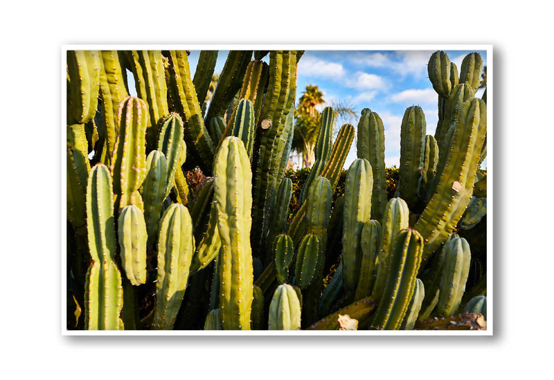 Giclee Studios, Giclee Print, Giclée Studios, Giclée Print, Australian Art Print, Shop Modern Fine Art Prints, Melbourne Art Print, Olive et Oriel Art Print, Print Emporium Art Print, House Of Spoils, Temple & Webster Art Print, Temple and Webster Art Print, Society6 Wall Art Prints, Fine Art Print, Photography Print, Joshua Tree Print, Joshua Tree Wall Art, Cactus Art Print, Cactus Wall Art, Desert Print, Cactus Wall Art Print, Cactus Artwork Print, Cactus Artwork, Cactus Wall Art