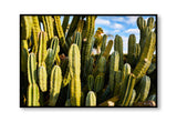 Giclee Studios, Giclee Print, Giclée Studios, Giclée Print, Australian Art Print, Shop Modern Fine Art Prints, Melbourne Art Print, Olive et Oriel Art Print, Print Emporium Art Print, House Of Spoils, Temple & Webster Art Print, Temple and Webster Art Print, Society6 Wall Art Prints, Fine Art Print, Photography Print, Joshua Tree Print, Joshua Tree Wall Art, Cactus Art Print, Cactus Wall Art, Desert Print, Cactus Wall Art Print, Cactus Artwork Print, Cactus Artwork, Cactus Wall Art