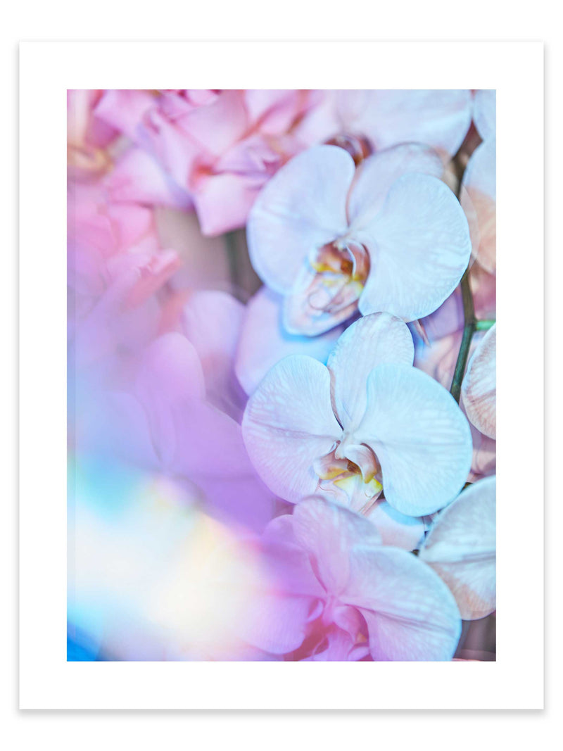 Giclée Studios, Giclee Print, Giclée Print, Australian Art Print, Shop Australian Art Prints, Best Floral Art Prints, Olive et Oriel Art Print, House of Spoils Print, Print Emporium, Dina Broadhurst Print, Temple & and Webster Art Print, Society6 Wall Art Prints, Fine Art Print, Photography Print, Modern Fine Art Prints, Flower Floral Artwork, Flower Floral Wall Art Print, Floral Print, Flower Floral Poster Art, Flower Floral Print, Acid Flowers Print Artwork, Flowers By Brett Matthew John Print Artwork