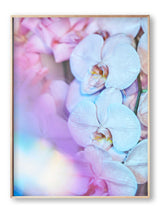 Supernova Fleur