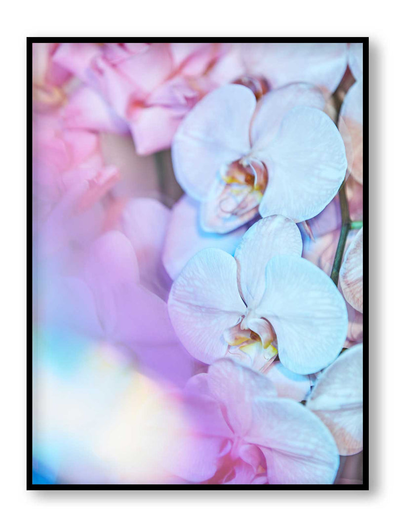 Supernova Fleur