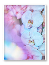Supernova Fleur