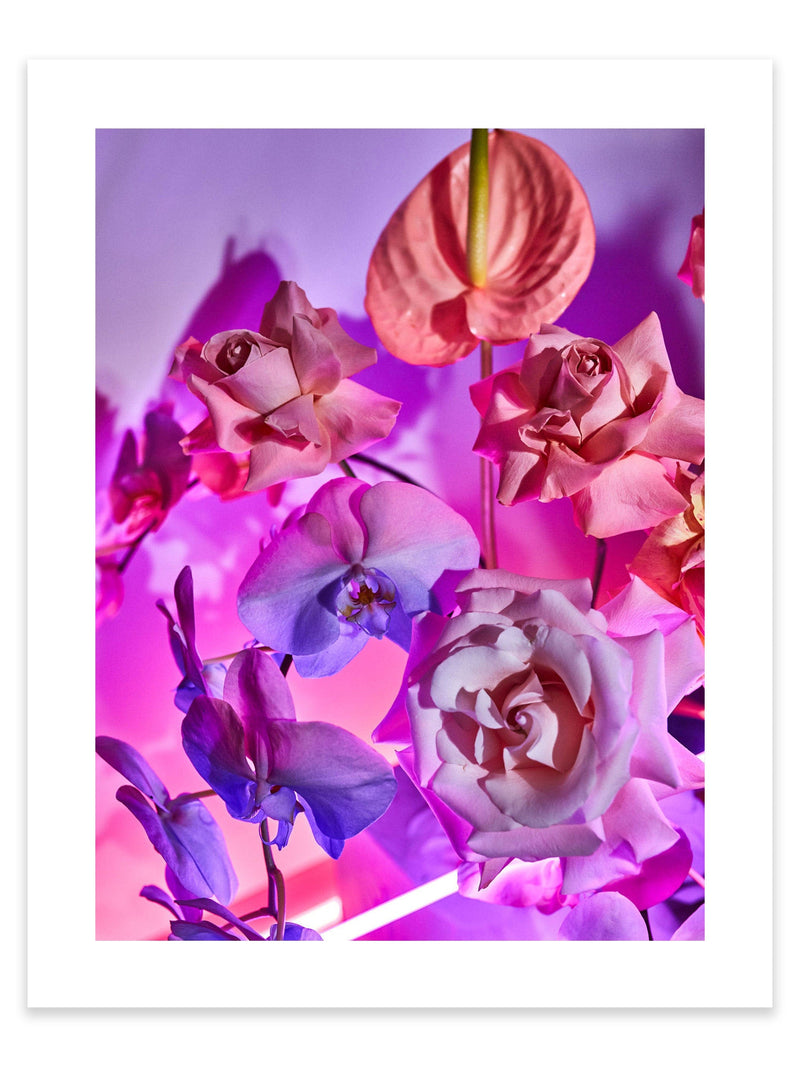 Giclée Studios, Giclee Print, Giclée Print, Australian Art Print, Shop Australian Art Prints, Best Floral Art Prints, Olive et Oriel Art Print, House of Spoils Print, Print Emporium, Dina Broadhurst Print, Temple & and Webster Art Print, Society6 Wall Art Prints, Fine Art Print, Photography Print, Modern Fine Art Prints, Flower Floral Artwork, Flower Floral Wall Art Print, Floral Print, Flower Floral Poster Art, Flower Floral Print, Acid Flowers Print Artwork, Flowers By Brett Matthew John Print Artwork