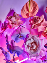 Giclée Studios, Giclee Print, Giclée Print, Australian Art Print, Shop Australian Art Prints, Best Floral Art Prints, Olive et Oriel Art Print, House of Spoils Print, Print Emporium, Dina Broadhurst Print, Temple & and Webster Art Print, Society6 Wall Art Prints, Fine Art Print, Photography Print, Modern Fine Art Prints, Flower Floral Artwork, Flower Floral Wall Art Print, Floral Print, Flower Floral Poster Art, Flower Floral Print, Acid Flowers Print Artwork, Flowers By Brett Matthew John Print Artwork